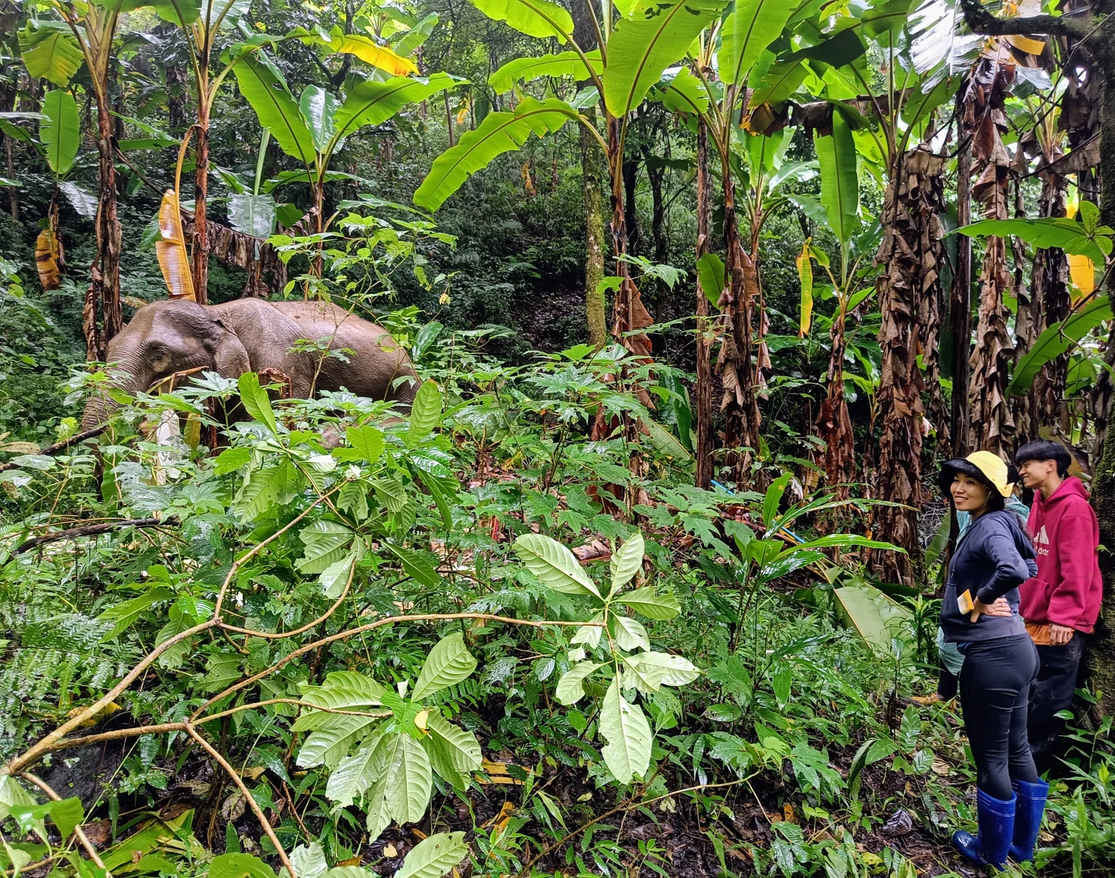 People observing an elephant among forest plants