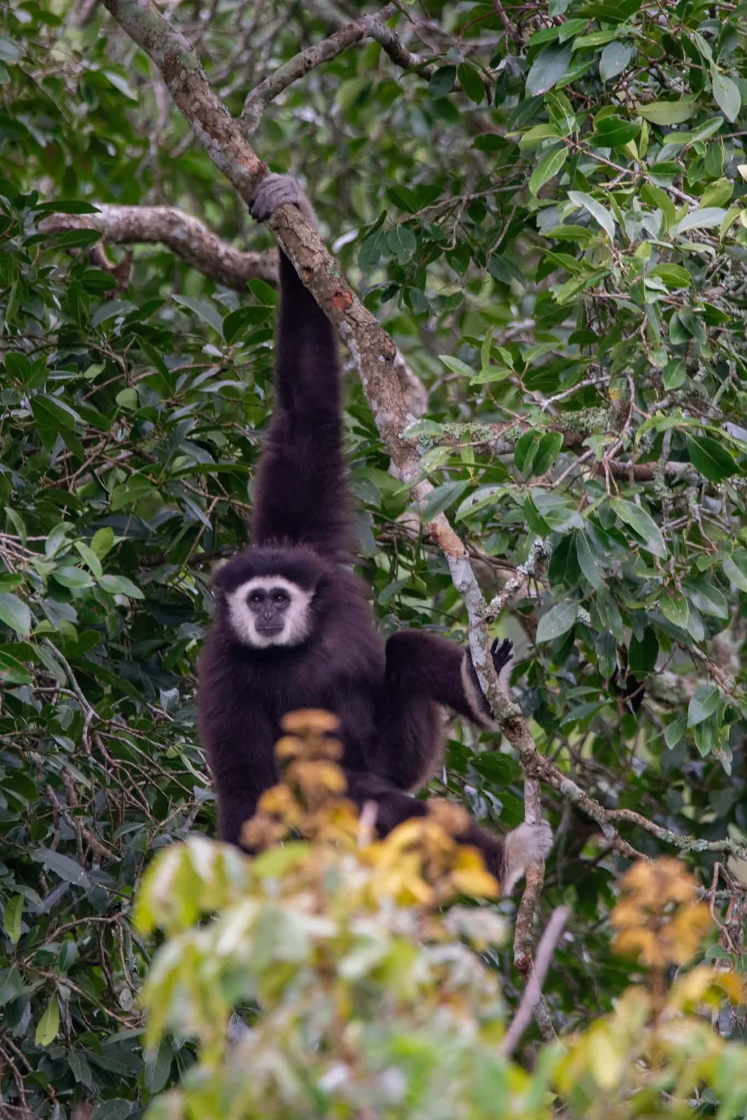A gibbon hanging from a branch among leaves