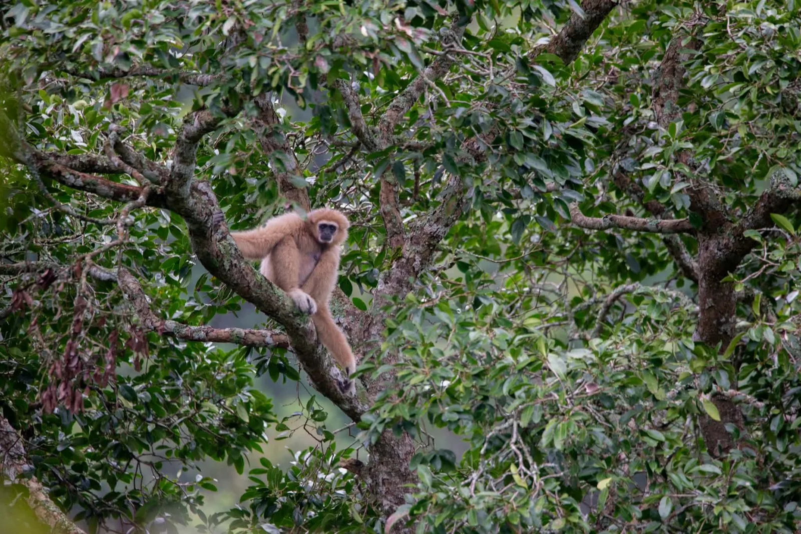 A gibbon in the branches of a tree