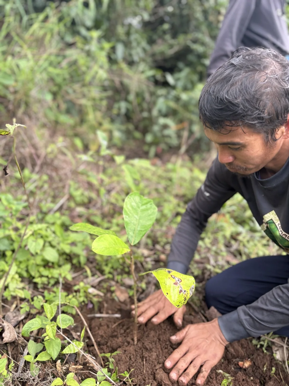 Participants planting young trees on a grassy hillside