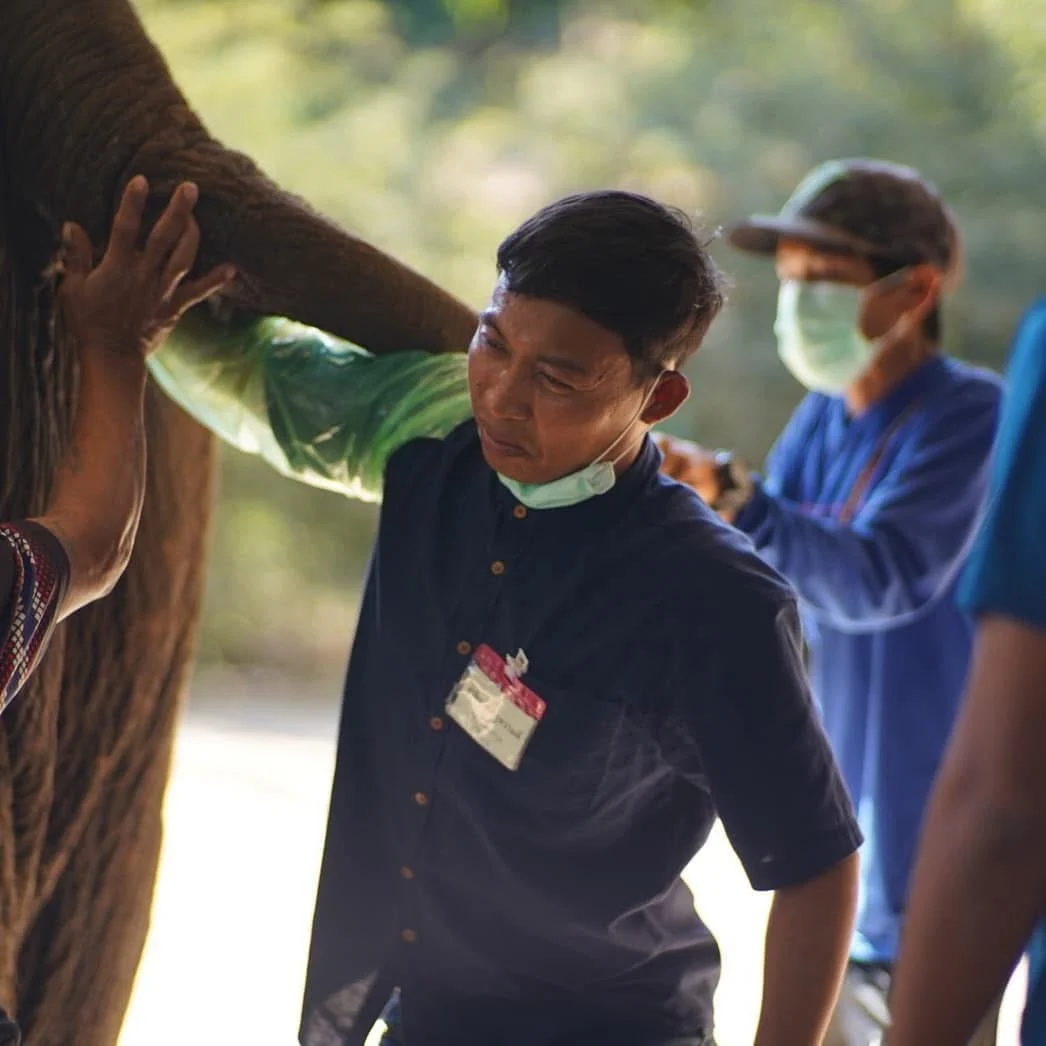 P’Dee working beside an elephant