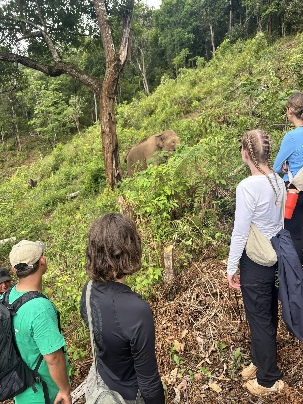 Participants observing an elephant among forest trees and plants