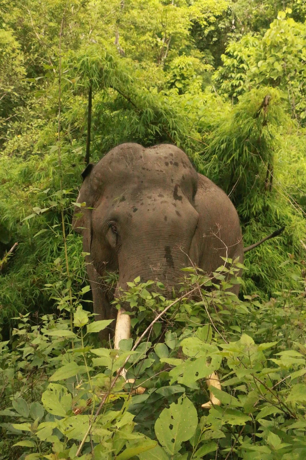 An elephant moving through leafy forest