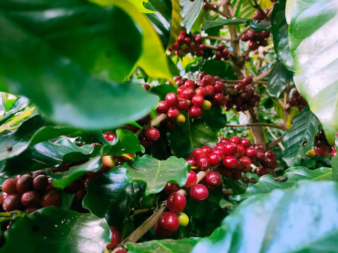 Home Coffee cherries growing on a leafy branch