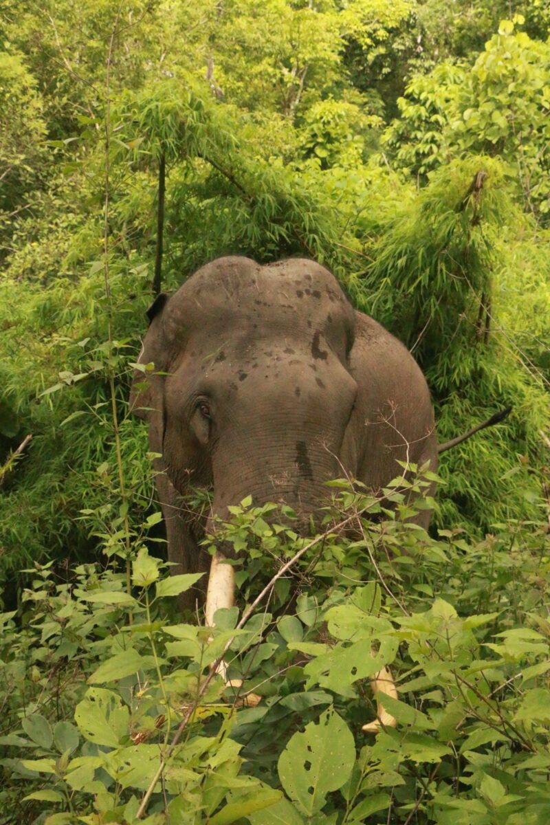 Home An elephant among bamboo and leafy forest plants